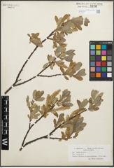 Foto von Salix glauca L.